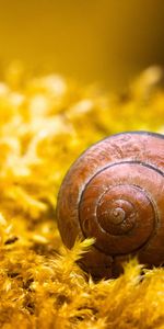 Animals,Snails