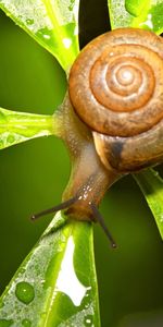 Animaux,Escargots