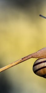 Escargots,Animaux