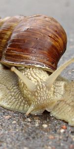 Animals,Snails,Carapace,Antennae,Tendrils,Shell