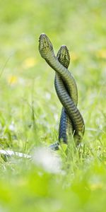 Serpents,Animaux