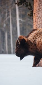 Animals,Snow,Animal,Buffalo