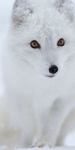 Neige,Animal,Animaux,Un Renard,Renard