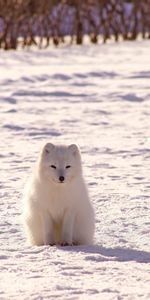 Le Renard Arctique,Renard Polaire,Animaux,Neige