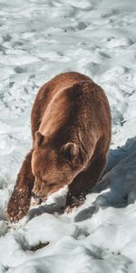 Animals,Snow,Bear,Predator,Brown Bear