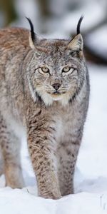 Lynx,Animaux,Neige,Hiver