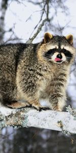 Animals,Snow,Branch,Climb,Raccoon