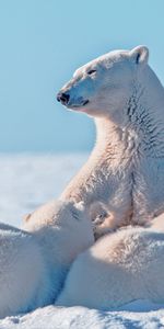 Animals,Snow,Cubs,Polar Bear,Young,Care