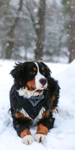 Neige,Berne Zennenhund,Chien De Montagne Bernois,Animaux,Chien,Chute De Neige