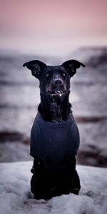 Animals,Snow,Dog,Blur,Smooth,Stroll