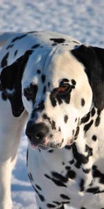 Animals,Snow,Dog,Dalmatian,Dalmatians