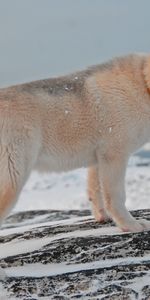 Animals,Snow,Dog,Greenland Dog