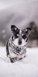 Animals,Snow,Dog,Muzzle,Snowdrift,Wet,Funny