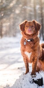 Animal Domestique,Animaux,Animal,Neige,Marron,Golden Retriever,Chien