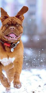 Animals,Snow,Dog,Run,Running,French Mastiff,Bounce,Jump