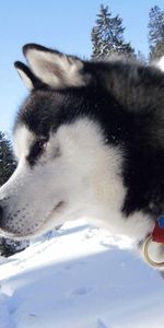 Animals,Snow,Dog,Spotted,Spotty,Kid,Collar,Laika