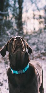 Animals,Snow,Dog,Stroll,Labrador