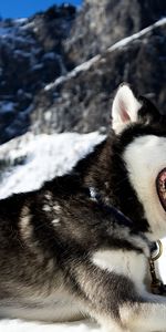 Animals,Snow,Dog,To Fall,Mouth,Husky,Haska