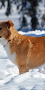 Animals,Snow,Dog,To Stand,Stand,Expectation,Waiting