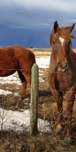 Animals,Snow,Fencing,Corral,Fences,Horses