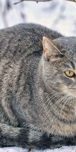 Animals,Snow,Fluffy,Fat,Thick,Cat