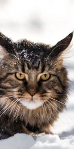 Animals,Snow,Fluffy,Meinkun,Maine Coon,Cat