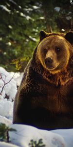 Animals,Snow,Forest,Bear