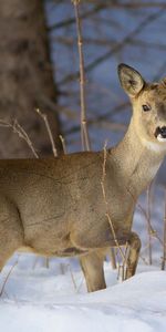 Animales,Nieve,Bosque,Sucursales,Ramas,Invierno,Ciervo