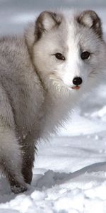 Renard,Neige,Un Renard,Hiver,Animaux