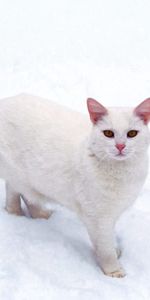 Animales,Nieve,Helada,Escarcha,Gato