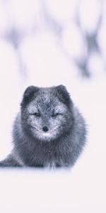 Animals,Snow,Grey,Animal,Arctic Fox,Fox