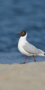 Animals,Snow,Gull,Sea Background,Background Of The Sea,Bird,Seagull