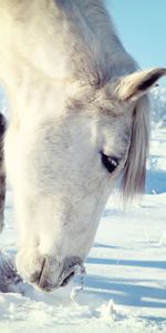 Diriger,Tête,Neige,Animaux,Cheval