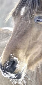 Animals,Snow,Head,Mane,Horse