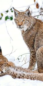 Branches,Animaux,Iris,Neige