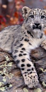 Animals,Snow Leopard