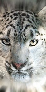 Animals,Snow Leopard