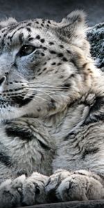 Animals,Snow Leopard