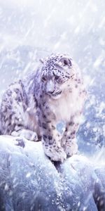 Animals,Snow Leopard