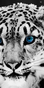 Animaux,Snow Leopard