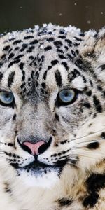 Animals,Snow Leopard