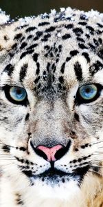 Snow Leopard,Animaux