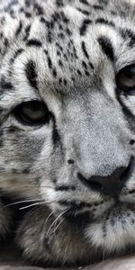 Animals,Snow Leopard