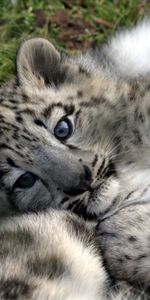 Animals,Snow Leopard