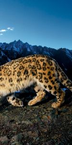 Animals,Snow Leopard