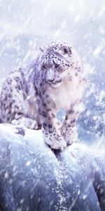 Snow Leopard,Animaux