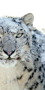 Animals,Snow Leopard