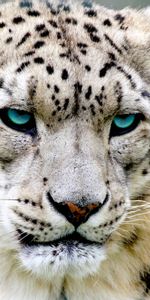 Animals,Snow Leopard