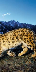 Snow Leopard,Animaux