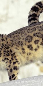 Animaux,Snow Leopard